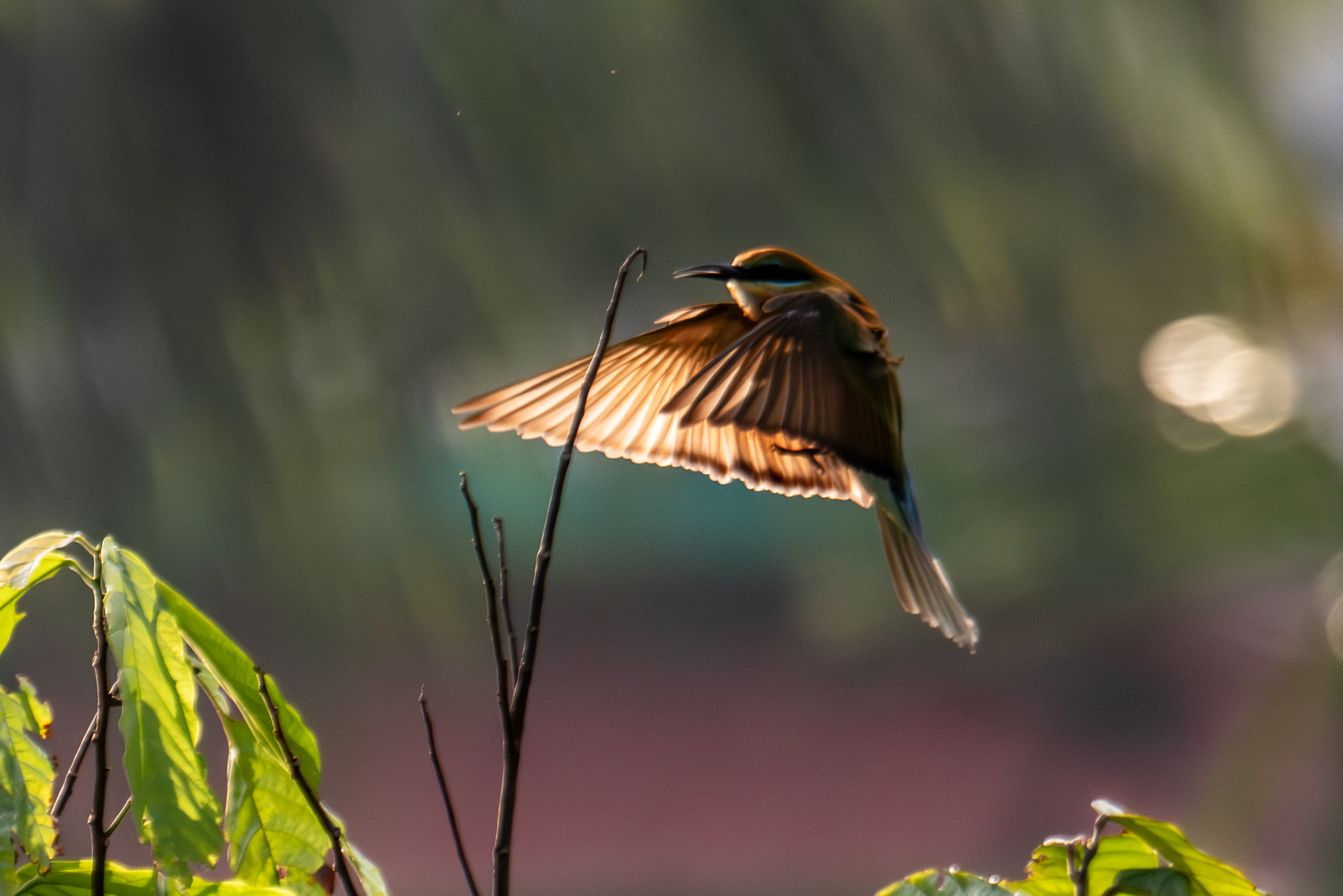 Blue-tailed Bee-eater in flight – SeizeTheMoment Wildlife Photography by Dileep K